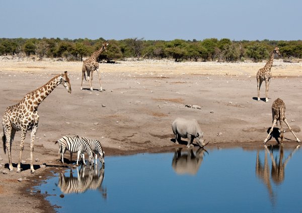 Découvrez le parc national d'Etosha : un safari inoubliable